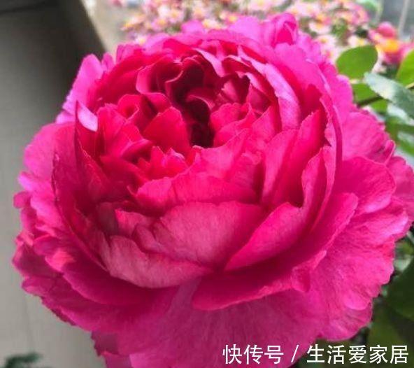 二乔牡丹|7月2日开始,养花试试这几款,一个月不管活得滋润,轻松爆成花海