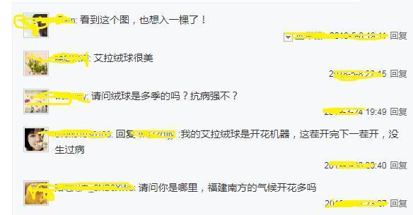 花量最大的“月季花”,香如兰花,好养如“绿萝”,且抗病性强