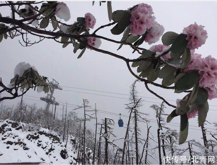 中年|太突然！今日丽江玉龙雪山冰川公园索道停运！都是它惹的祸…