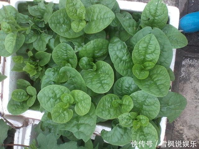 番茄树|阳台上最好养的“3种菜”,种一次,吃不完,收获一盆又一盆