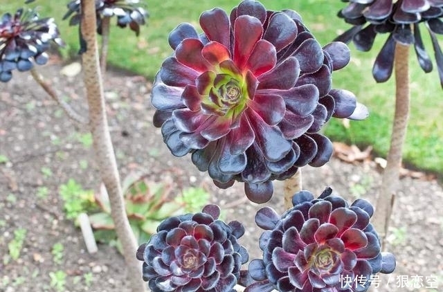 土壤|多肉法师的科普,及如何种植好的几点常识