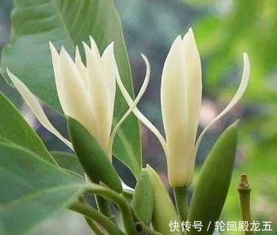 还傻傻用淘米水浇花?难怪浇一颗死一盆,教你一绝招养花轻松爆盆