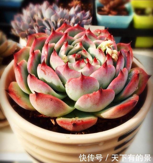 熊童子|夏天养几种“耐热多肉”,不怕酷暑,不用休眠,想养死都难