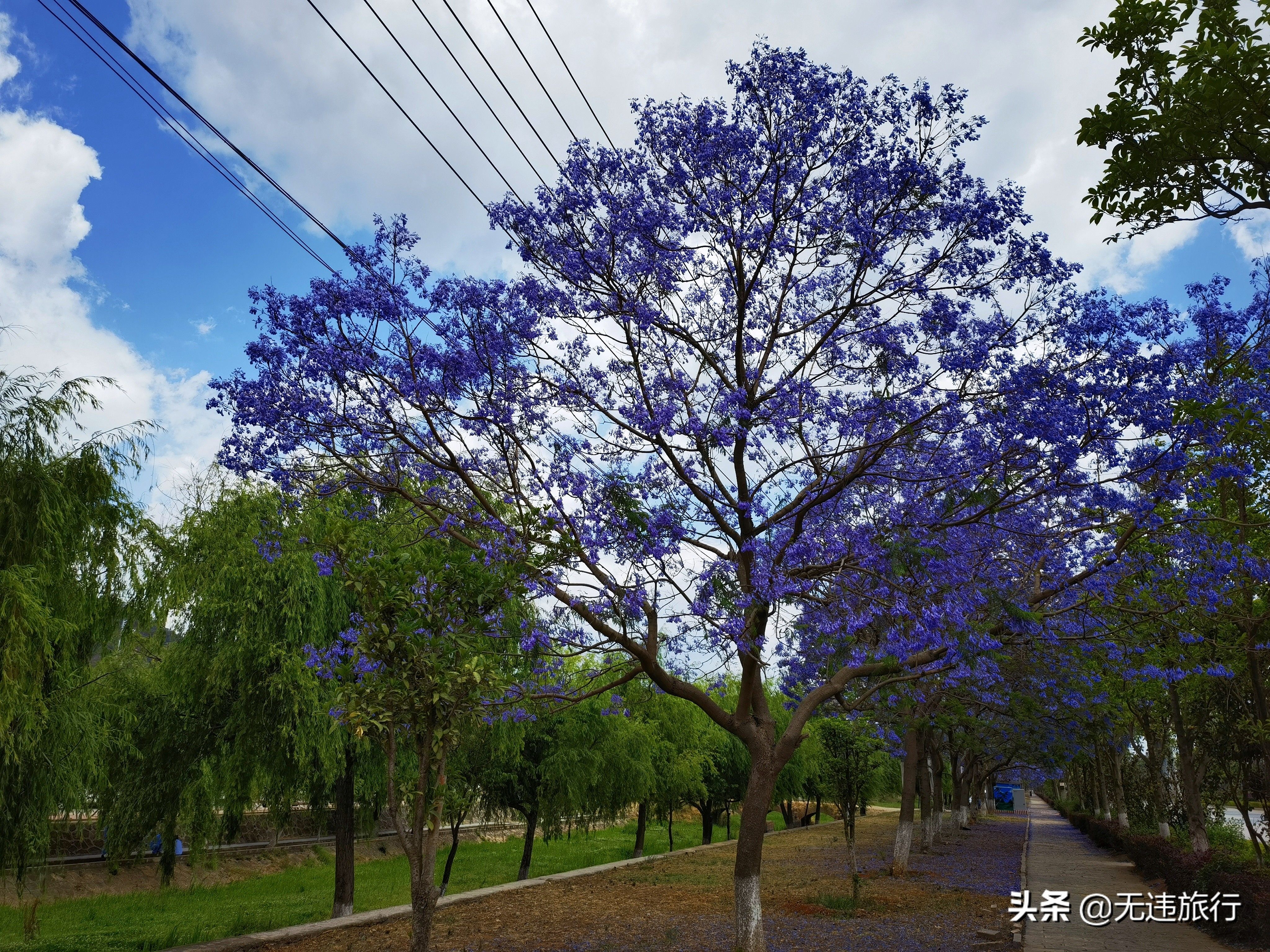 大理的蓝花楹开了，花期较短，赶快欣赏