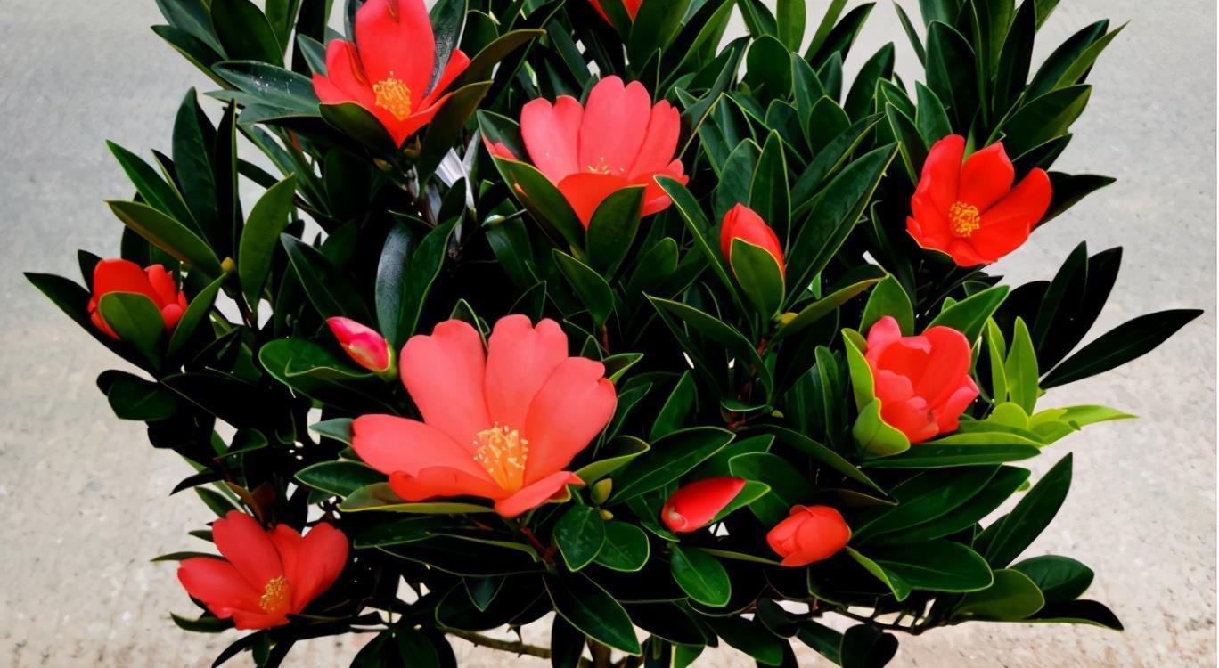 夏天|夏天也开花的茶花，怎么养护才能不出现问题，3个重点要知道