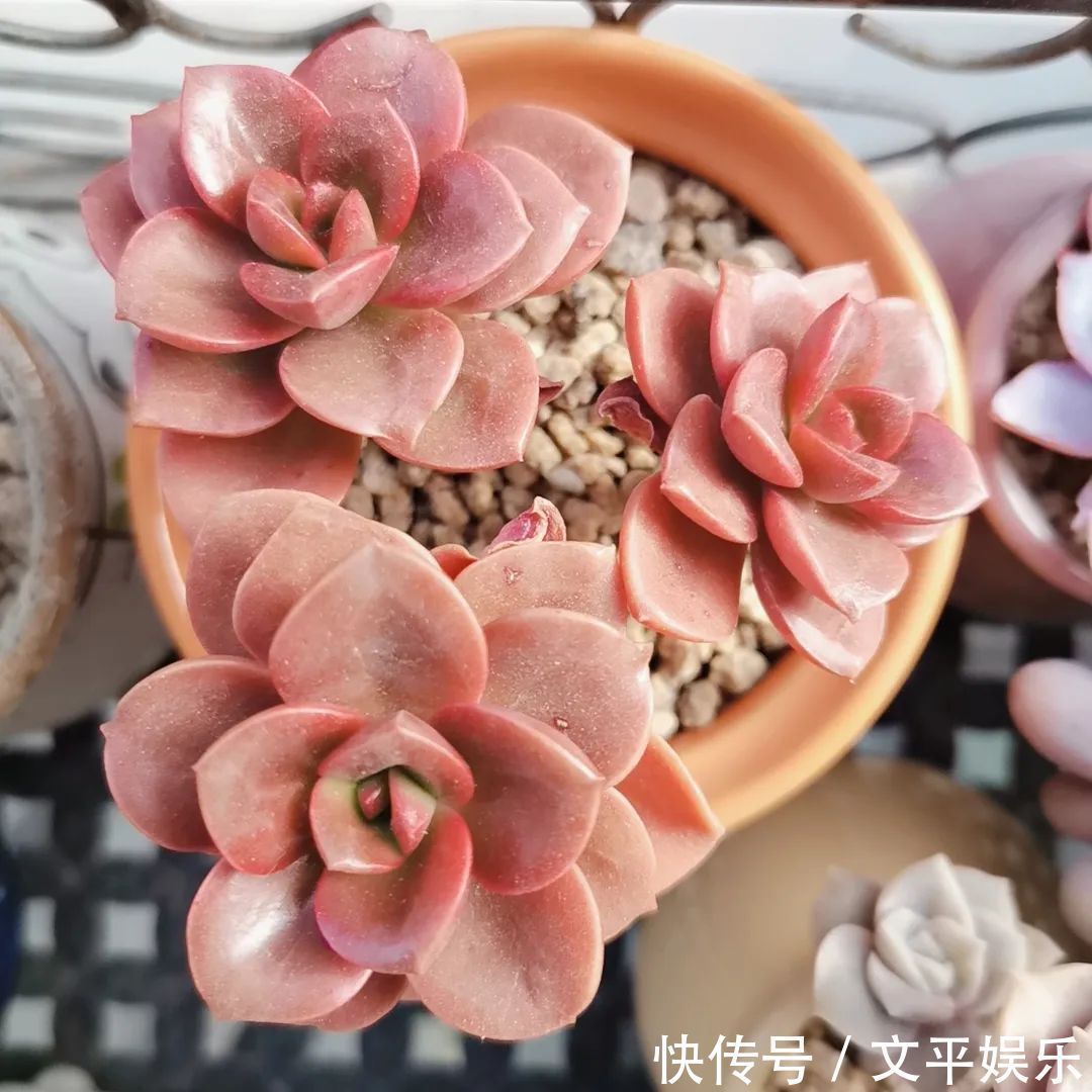 一组逆袭成功的多肉给它时间，它就会给你好看！