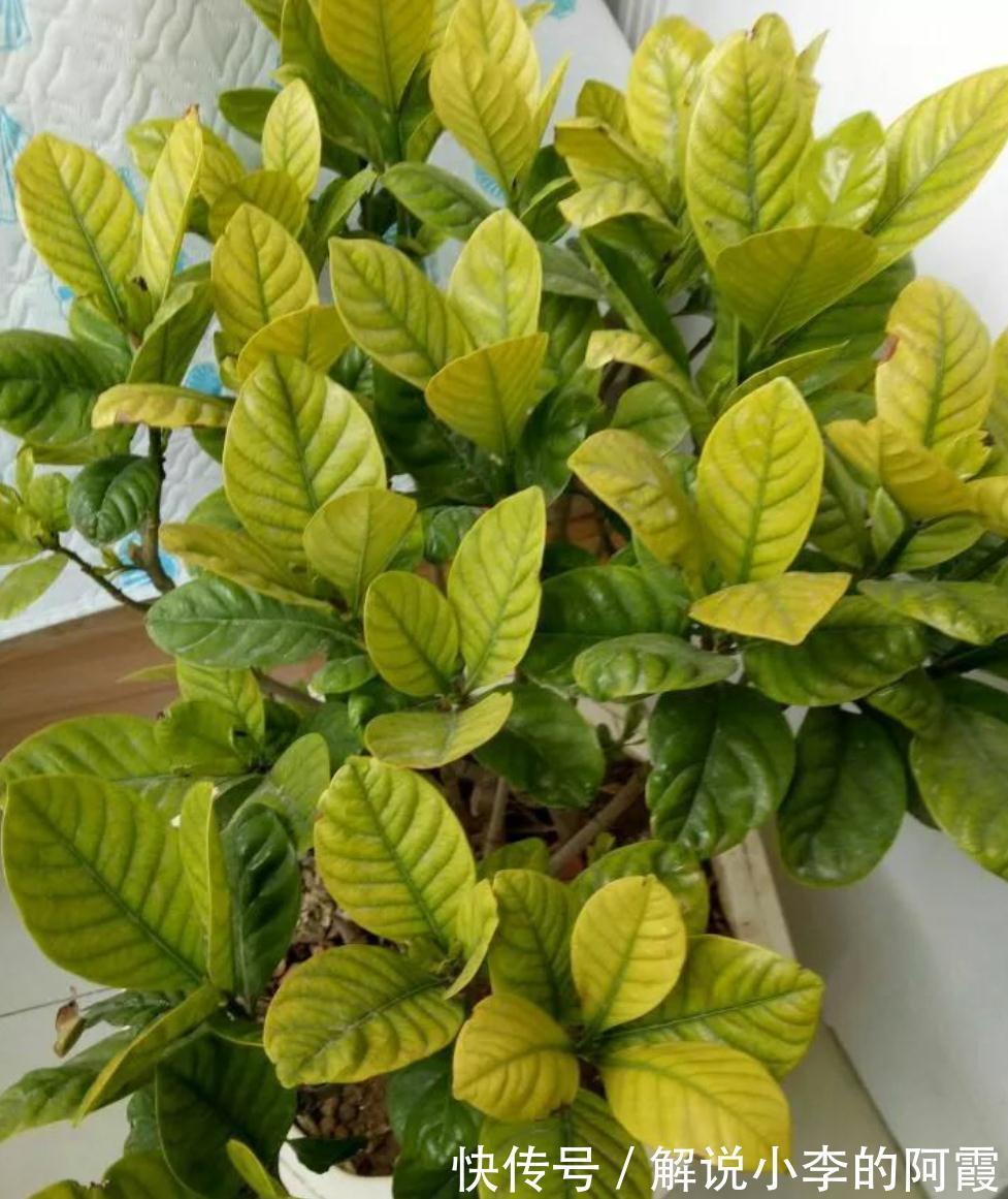 养栀子花缺了这三样,黄叶掉花苞,及时改善,叶绿根壮花满枝头
