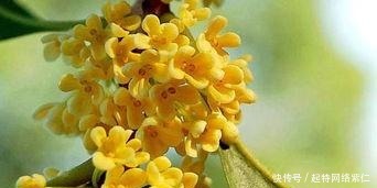 方法|如何养护桂花,盆栽桂花的养殖方法有哪些