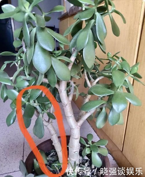 大腿|养了20年的玉树，杆子比大腿还粗，满树白花跟下雪了一样