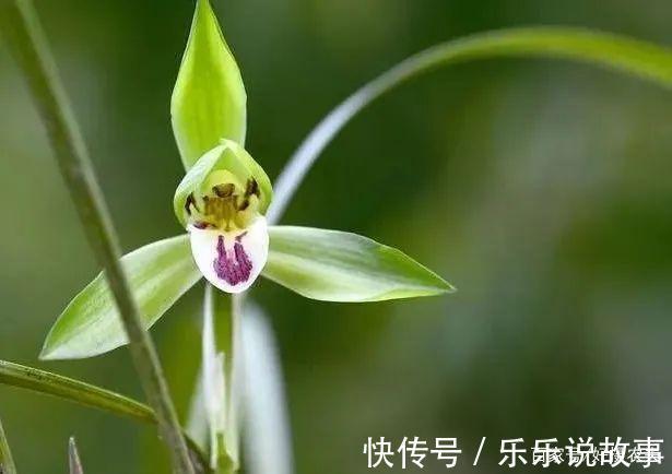 兰花养不好，主要是这5个原因，做好这几点，叶片葱绿花苞多