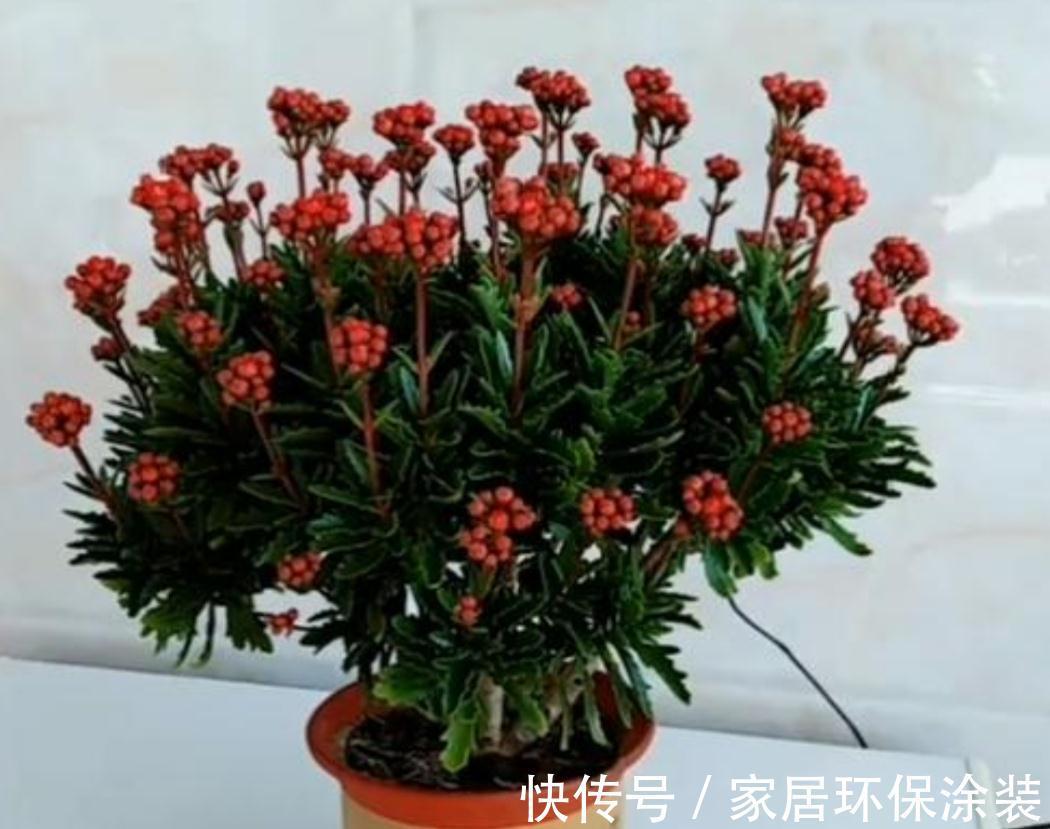 玛格丽特|6种“漂亮花”，秋天修剪“别偷懒”，剃个小平头，一个月开爆花