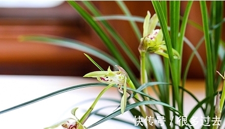 下小雨|下小雨的时候能让兰花放在室外吗?