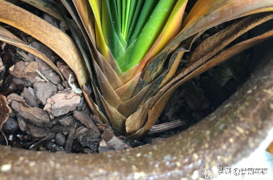 君子兰|君子兰烂根,不要太着急,2种情况酌情处理,大白根重新长出来