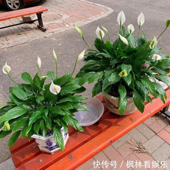 叶片|5种花最怕晒，天天不见光，开花却火爆，一朵一朵炸花球