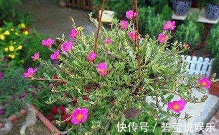 满枝|这几种常见的药片拿来养花,根壮叶绿,花开满枝,养多久都不生病