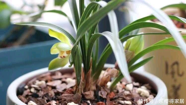 冬季的阳台,少不了这“3种花”,清新美丽芳香,花繁叶茂