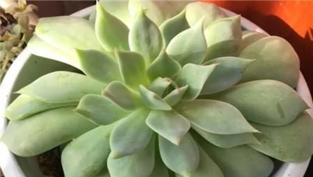 多肉植物穿裙子？教你一招，不留疤痕，长成老桩！