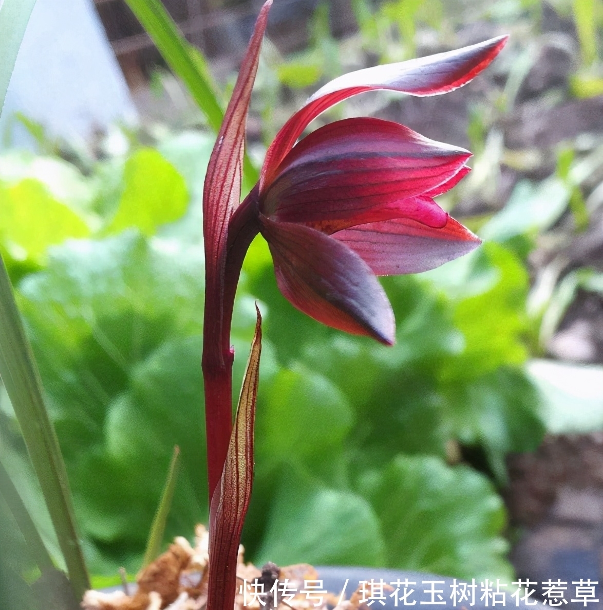 浓郁|此兰是红花之上上品,花色艳丽,花香浓郁,深受花迷喜爱
