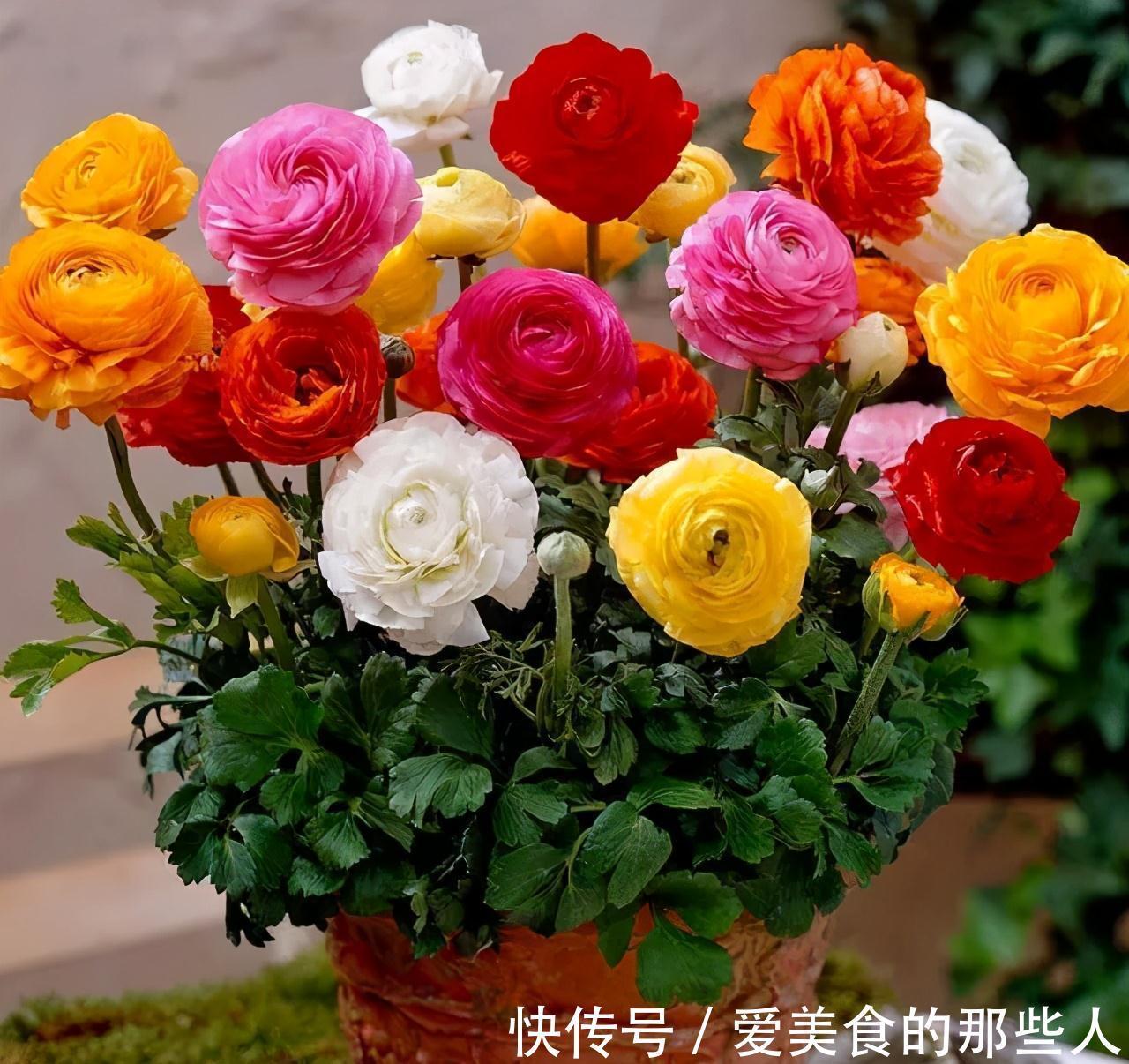 修剪|花像牡丹,叶子又像芹菜,这种花你见过吗