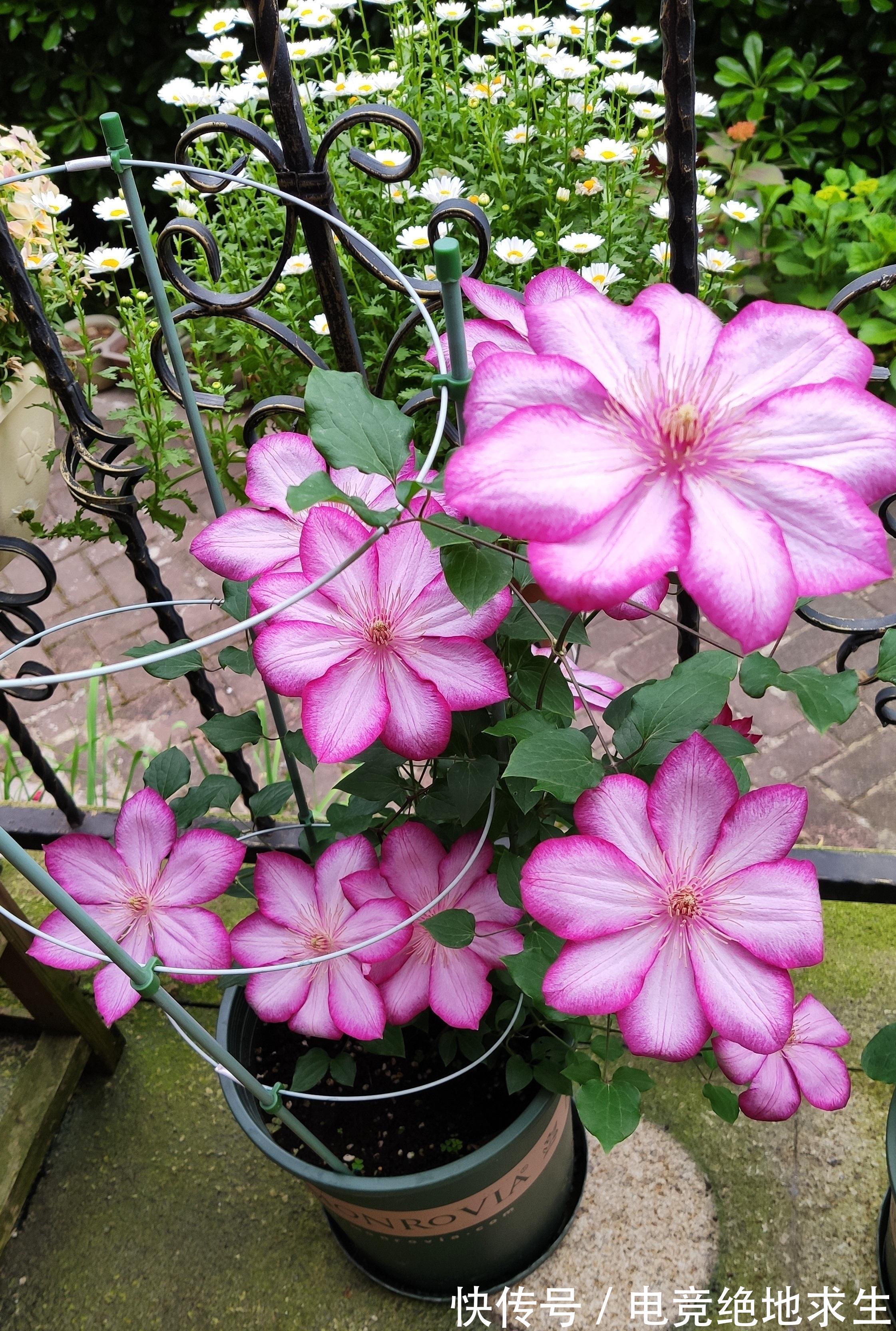 13种“漂亮花”,零下20度也冻不死它,大雪天依旧能开,又香又艳