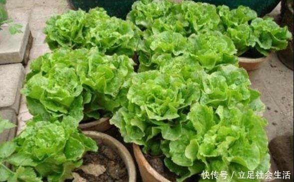 家里种几盆懒人菜,沾土就冒芽,新鲜又好吃,天天轮流摘!