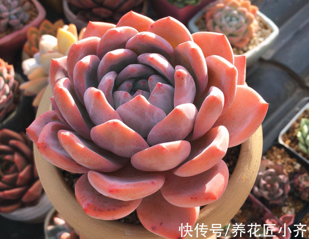 秋天的多肉想要恢复快,先“清理”,再给水,后施肥