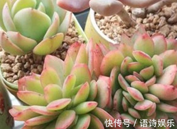 自制肥|给多肉喂上这种“小零食”,新芽呼呼长,叶片肥厚,长得水灵灵的