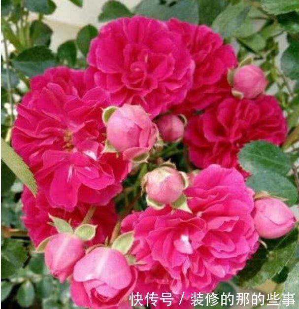 凤仙花|4种花适合夏天养，家里养一盆，开花漂亮花期长，谁养谁喜欢