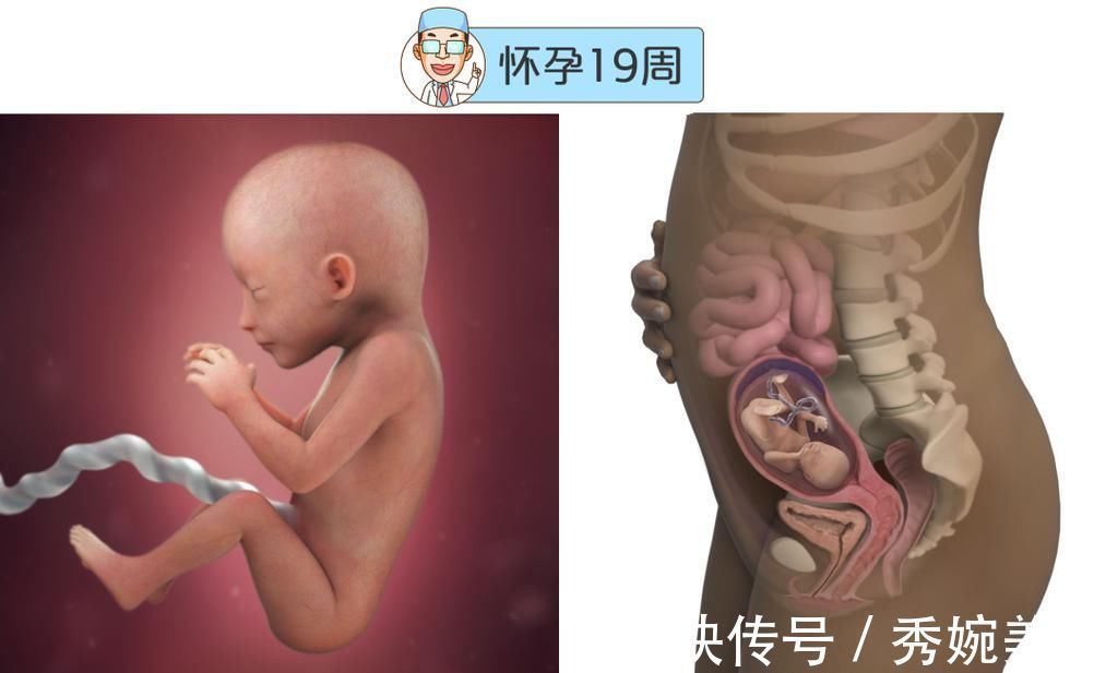 怀孕|最全的怀孕周期图鉴,感受从受精卵到婴儿的神奇变化!
