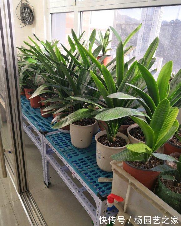 客厅|6种“吉利花”,养在客厅最适合,好看又大气,不见光照也能开爆