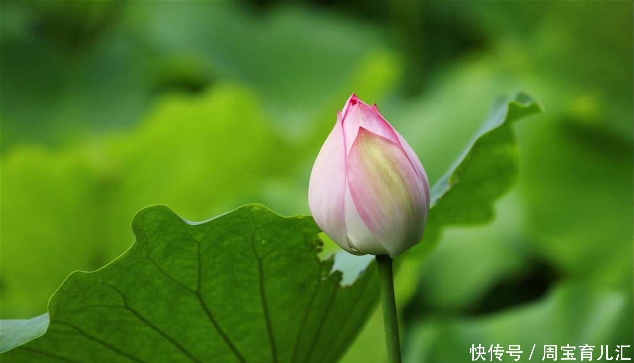 说话做事,若不顾后果,必然会自食其果