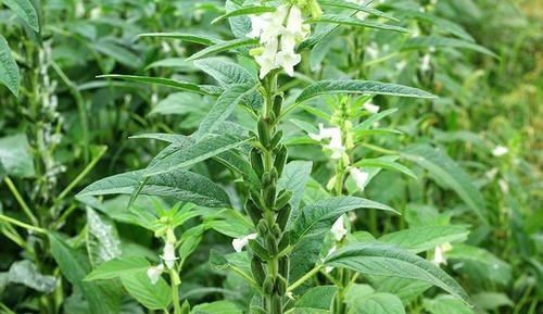 中薪|种子一斤几万颗,10元一斤,叶子可是稀罕野菜,煮面条杠杠的