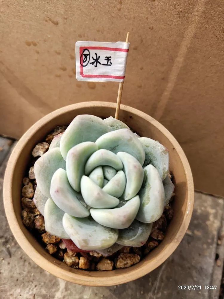 养肉多年的新手我相信它们一定可以变得更美丽！