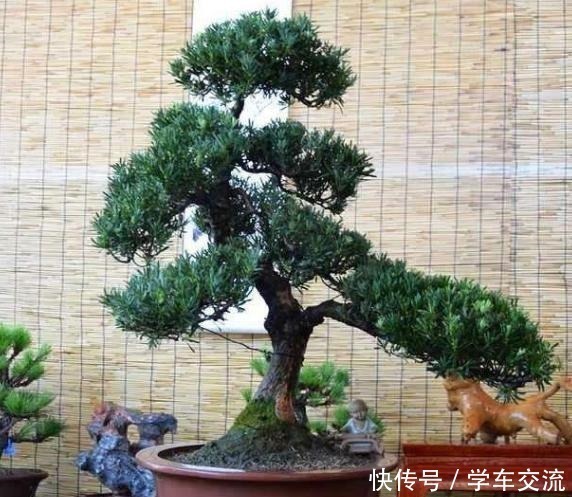 老桩|这3种树,越养越“贵气”,养上5年就成老桩树,上万都不卖!