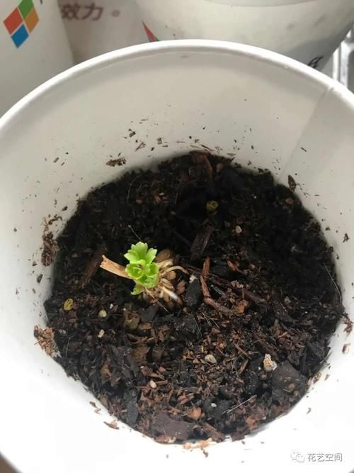 最美“芹菜花”,土里埋两个爪子,3日爆芽,养着养着就开满盆!