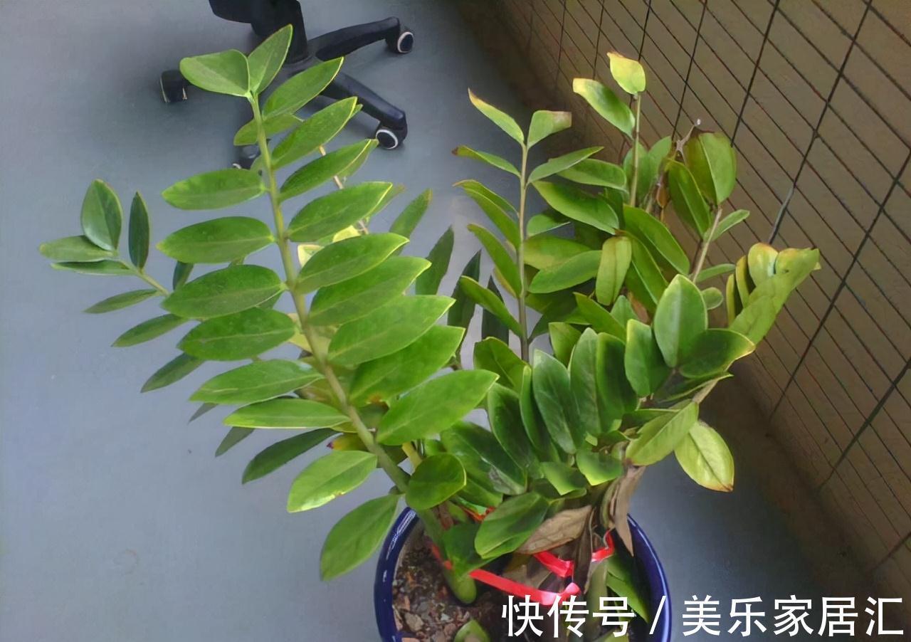 客厅不要乱养花,5种盆花才正门楣,为家纳福,养人养身