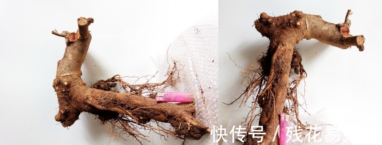 树型|要想盆景后期造型好,前期审桩很重要