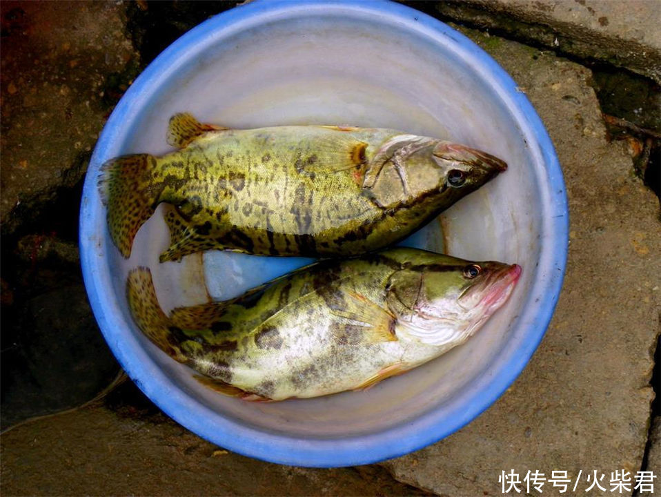 广西|广西野生鳜鱼泛滥?有钓友两小时钓了一桶,有人羡慕也有人恼怒