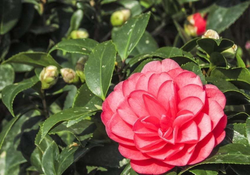 土壤|5种花爱吃醋,酸性土养得好,一睹为快看看都有谁