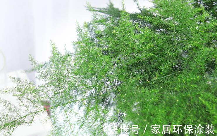 文竹|文竹夏季想要长得油绿旺盛,养护技巧很重要,这3点你要了解