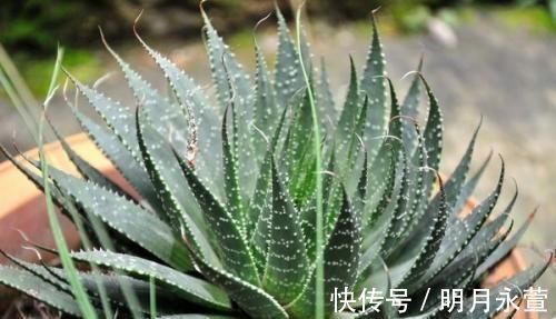 提高免疫力|女性养生,常吃三种食物,补充营养,延缓衰老,提高免疫力