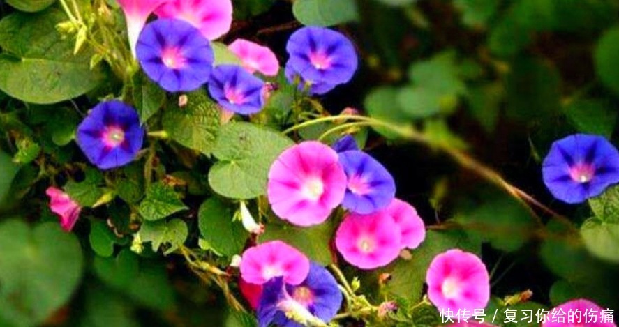 养一盆,爆一盆,养这几种花,无需操心