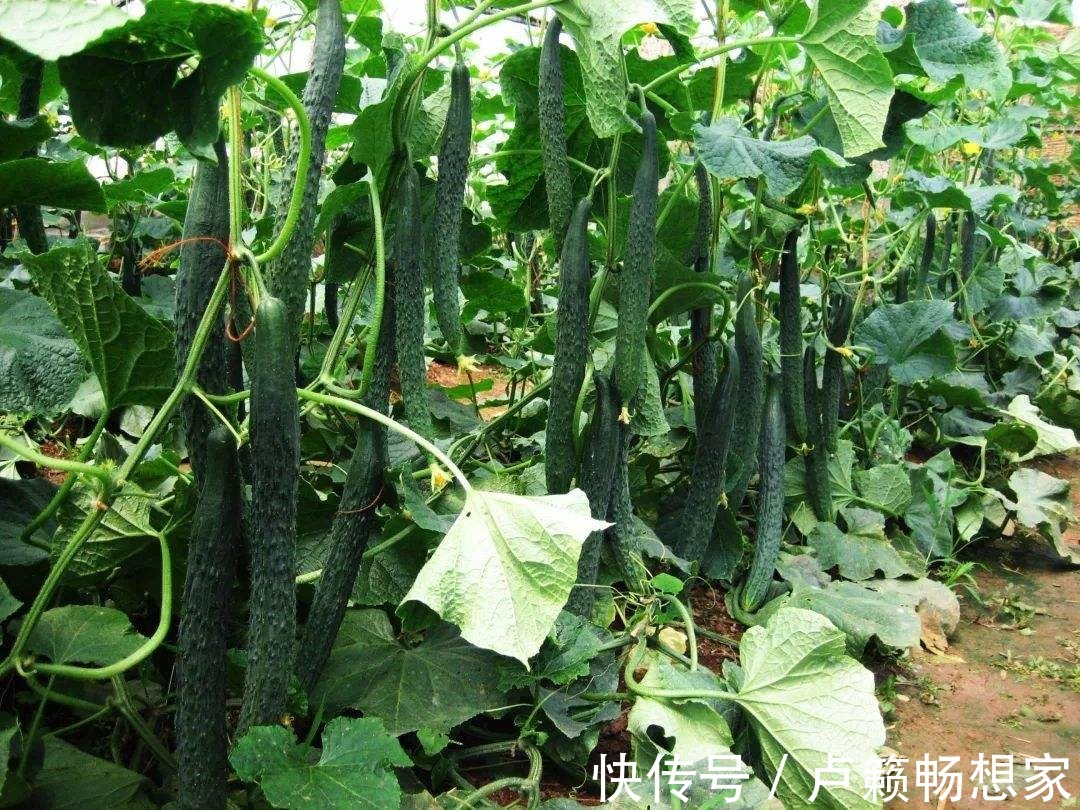 购买黄瓜时,要挑直的还是弯的多亏菜农告诫,学会再也不瞎买了