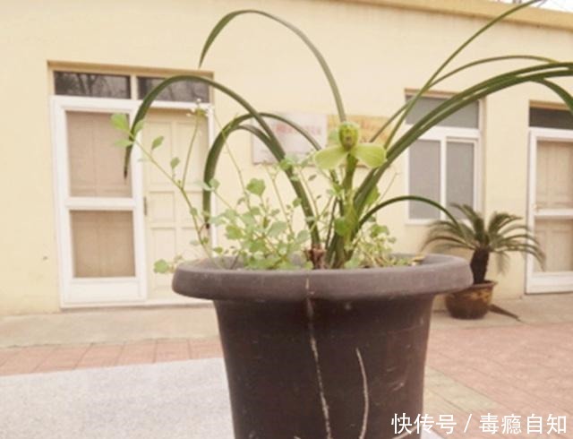 兰花容易出现软腐病做好这“4件事”,及时预防,才能株壮花美!