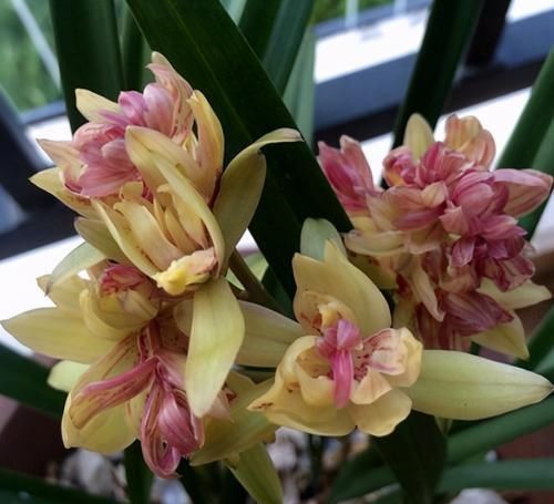 富山奇碟|此兰被誉为多瓣奇花经典之首，花中有花，簇拥开放，便宜还好养