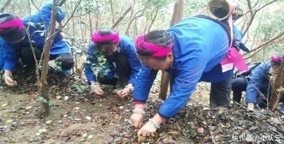 这种“油果子”,烂在地上的也有人要,碾压打磨,成品上百元一斤