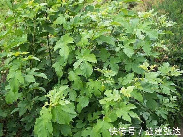 椎动脉|小小桑叶竟化解颈椎病赶走头晕手麻，多年颈椎病竟被它治好了