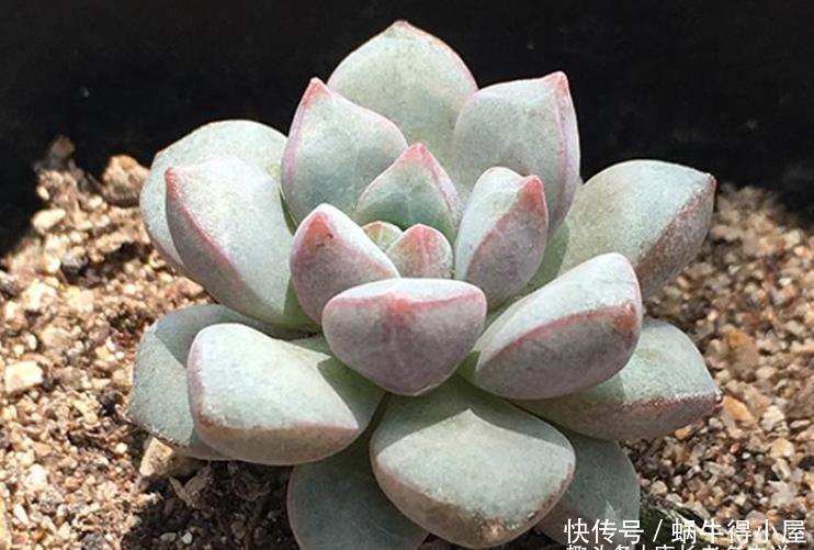 牙签|多肉叶插苗8个月了还跟牙签一样,怎么才能让它长粗和长好看呢?