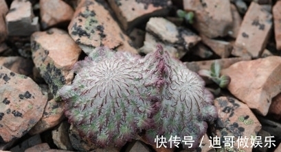 路边看到6种花，千万别随便采，可能会惹麻烦