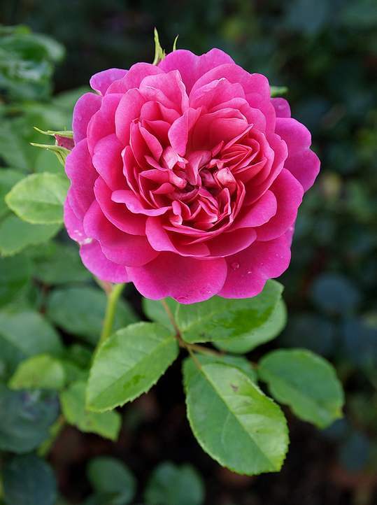 养花就养,这种玫瑰精品,花色艳丽迷人,花香怡人,富贵祥瑞